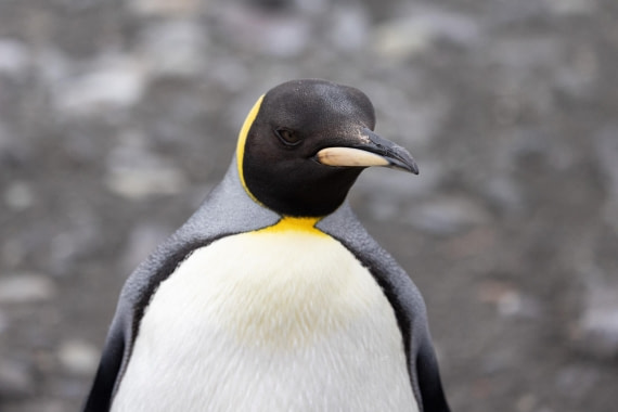 PLA25-26, Day 10, 4Q9A4787.jpg © Katlyn Taylor- Oceanwide Expeditions.jpg