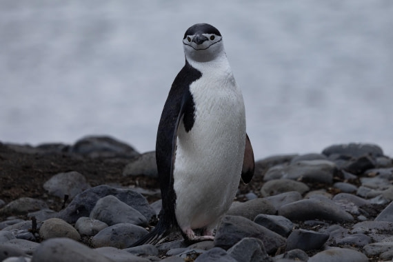 PLA25-26, Day 10, 4Q9A4824.jpg © Katlyn Taylor- Oceanwide Expeditions.jpg