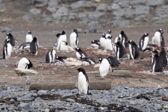 PLA25-26, Day 10, 4Q9A4885.jpg © Katlyn Taylor- Oceanwide Expeditions.jpg