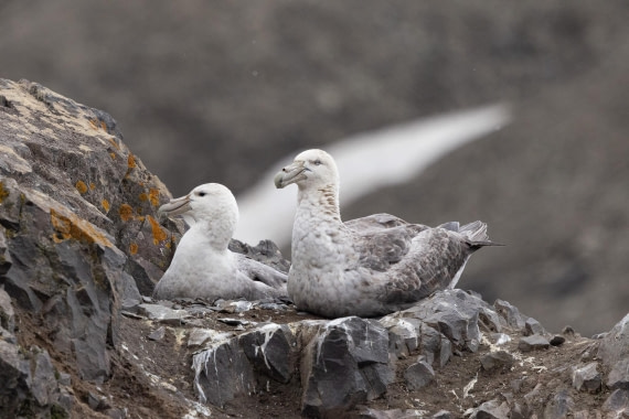 PLA25-26, Day 10, 4Q9A5016.jpg © Katlyn Taylor- Oceanwide Expeditions.jpg