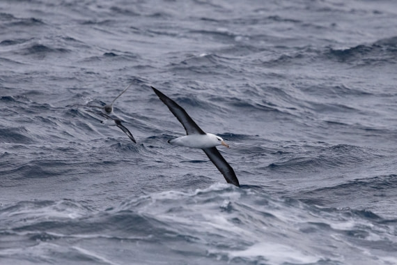 PLA25-26, Day 10, 4Q9A5090.jpg © Katlyn Taylor- Oceanwide Expeditions.jpg