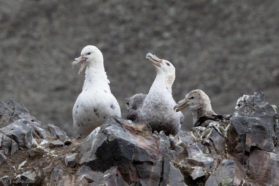 PLA25-26, Day 10, FZ1A5934.jpg © Katlyn Taylor- Oceanwide Expeditions.jpg