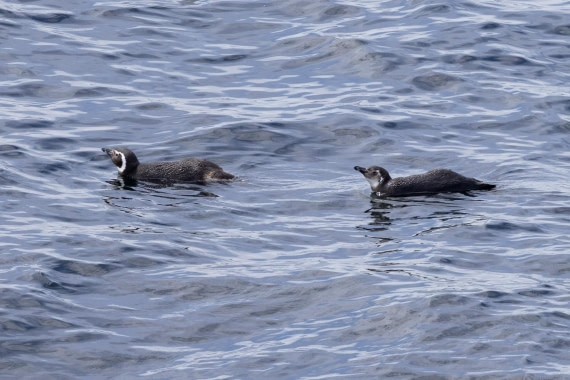 PLA25-26, Day 12, 4Q9A5268.jpg © Katlyn Taylor- Oceanwide Expeditions.jpg