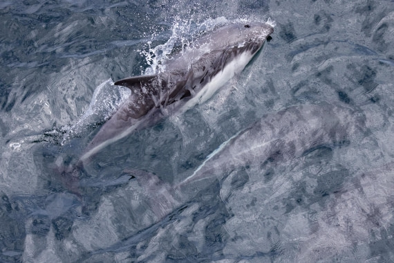 PLA25-26, Day 12, 4Q9A5280.jpg © Katlyn Taylor- Oceanwide Expeditions.jpg