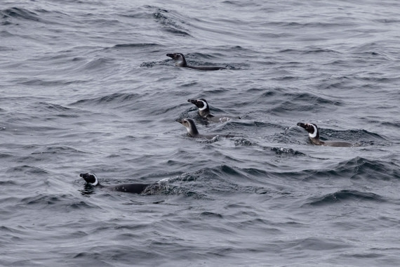 PLA25-26, Day 12, 4Q9A5369.jpg © Katlyn Taylor- Oceanwide Expeditions.jpg