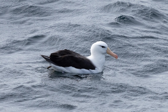 PLA25-26, Day 12, 4Q9A5390.jpg © Katlyn Taylor- Oceanwide Expeditions.jpg