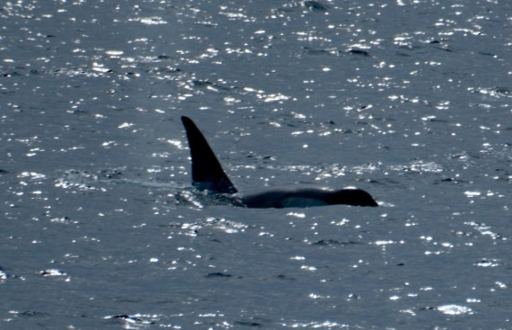 HDS25-26, Day 5, cfbed721-0a83-498d-ac37-1bcbe8ada660 © Unknown photographer - Oceanwide Expeditions.jpg