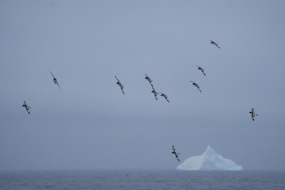 HDS25-26, Day 8, DSC06604 © Unknown photographer - Oceanwide Expeditions.JPG