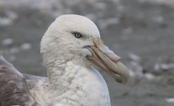 HDS25-26, Day 8, IMG_5632 © Unknown photographer - Oceanwide Expeditions.JPG