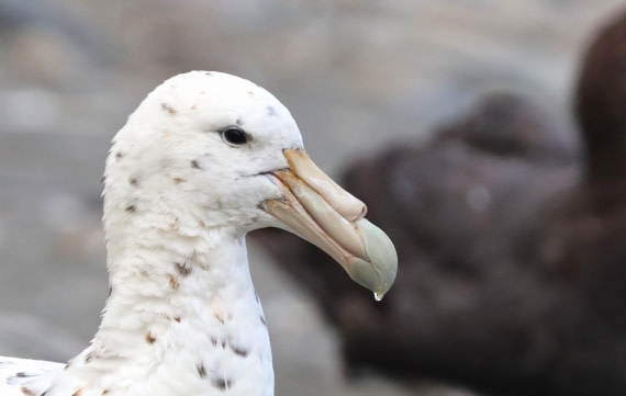 HDS25-26, Day 8, IMG_5650 © Unknown photographer - Oceanwide Expeditions.JPG