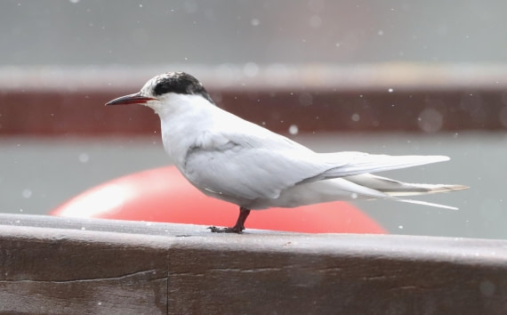 HDS25-26, Day 8, IMG_6020 © Unknown photographer - Oceanwide Expeditions.JPG