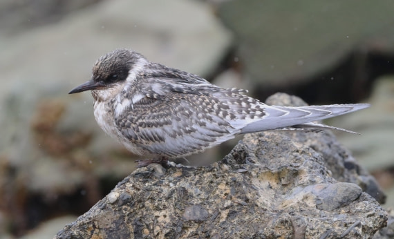 HDS25-26, Day 8, IMG_6069 © Unknown photographer - Oceanwide Expeditions.JPG