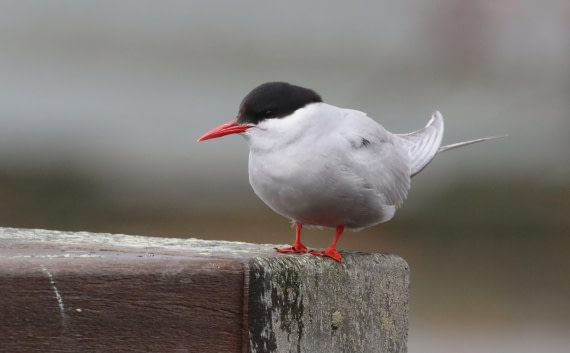 HDS25-26, Day 8, IMG_6101 © Unknown photographer - Oceanwide Expeditions.JPG
