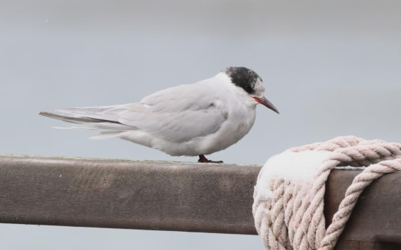 HDS25-26, Day 8, IMG_6103 © Unknown photographer - Oceanwide Expeditions.JPG