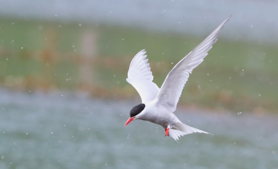 HDS25-26, Day 8, IMG_6126 © Unknown photographer - Oceanwide Expeditions.JPG