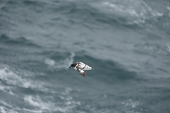 HDS25-26, Day 9, DSC06619 © Unknown photographer - Oceanwide Expeditions.JPG