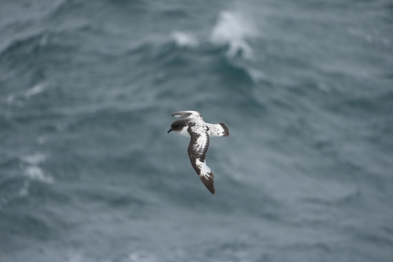 HDS25-26, Day 9, DSC06621 © Unknown photographer - Oceanwide Expeditions.JPG