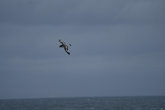 HDS25-26, Day 9, DSC06626 © Unknown photographer - Oceanwide Expeditions.JPG