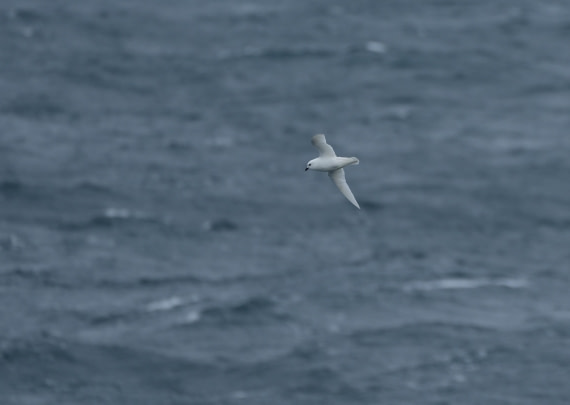 HDS25-26, Day 9, DSC06630 © Unknown photographer - Oceanwide Expeditions.JPG