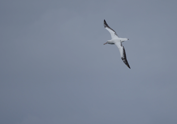 HDS25-26, Day 9, Screenshot 2025-12-31 at 16.39.34 © Unknown photographer - Oceanwide Expeditions.png