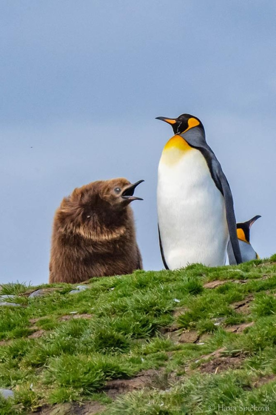 HDS25-26, Day 10, _DSC8535 © Hana Spickova - Oceanwide Expeditions.jpg
