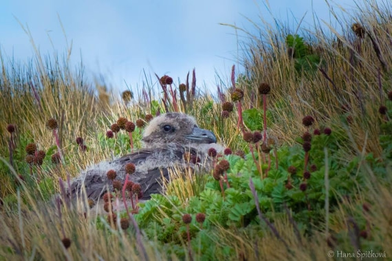 HDS25-26, Day 10, _DSC8541 © Hana Spickova - Oceanwide Expeditions.jpg