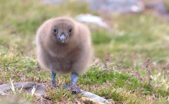HDS25-26, Day 10, IMG_5872 © Unknown photographer - Oceanwide Expeditions.JPG