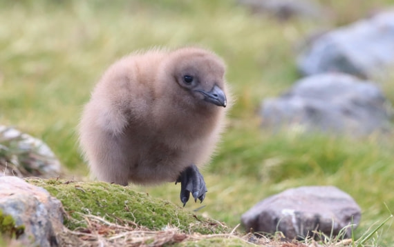 HDS25-26, Day 10, IMG_5881 © Unknown photographer - Oceanwide Expeditions.JPG