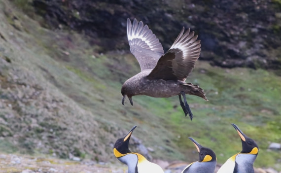 HDS25-26, Day 10, IMG_5888 © Unknown photographer - Oceanwide Expeditions.JPG