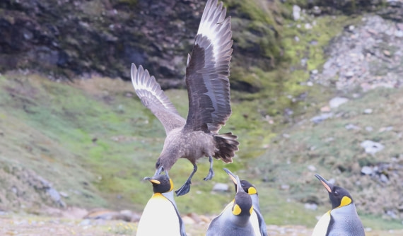 HDS25-26, Day 10, IMG_5905 © Unknown photographer - Oceanwide Expeditions.JPG