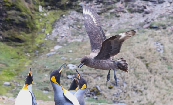 HDS25-26, Day 10, IMG_5912 © Unknown photographer - Oceanwide Expeditions.JPG