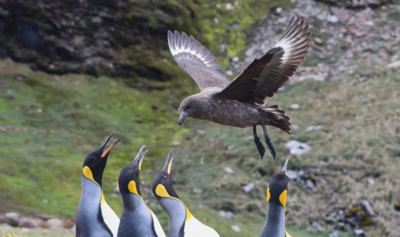 HDS25-26, Day 10, IMG_5927 © Unknown photographer - Oceanwide Expeditions.JPG