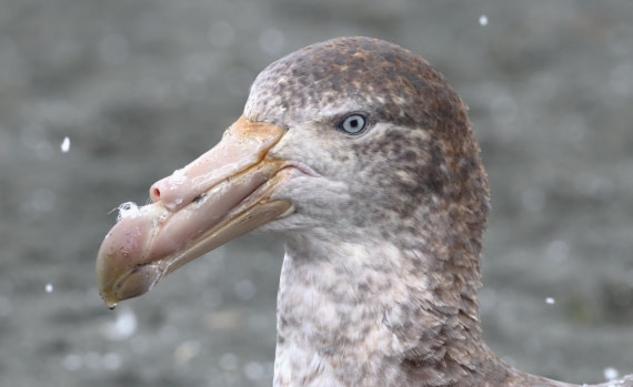 HDS25-26, Day 10, IMG_6159 © Unknown photographer - Oceanwide Expeditions.JPG