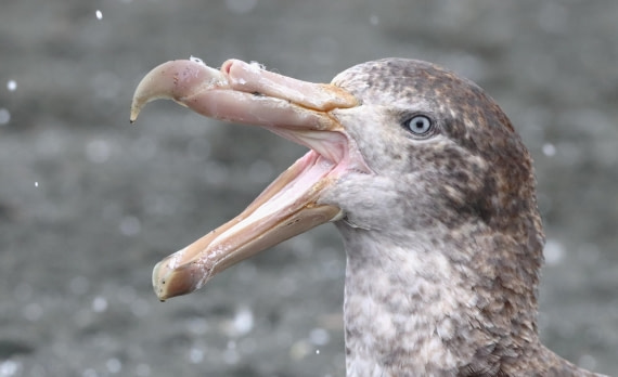 HDS25-26, Day 10, IMG_6170 © Unknown photographer - Oceanwide Expeditions.JPG