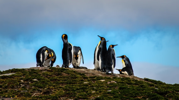 HDS25-26, Day 10, RLO_6923 © Alexander Romanovskiy - Oceanwide Expeditions.jpg