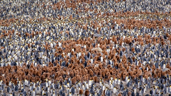 HDS25-26, Day 10, RLO_6924 © Alexander Romanovskiy - Oceanwide Expeditions.jpg