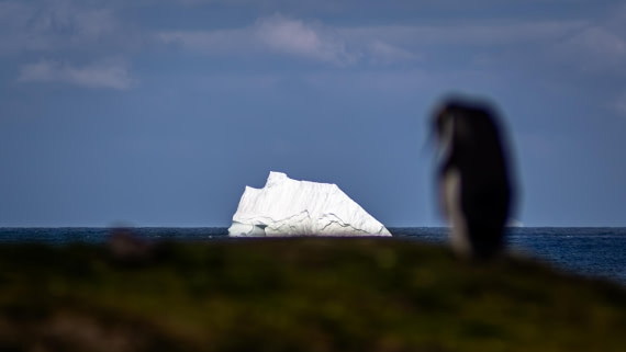 HDS25-26, Day 10, RLO_6939 © Alexander Romanovskiy - Oceanwide Expeditions.jpg