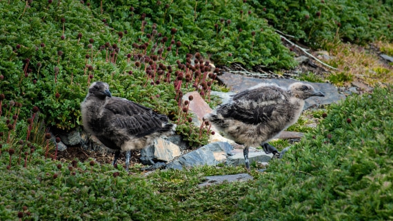 HDS25-26, Day 10, RLO_6943 © Alexander Romanovskiy - Oceanwide Expeditions.jpg