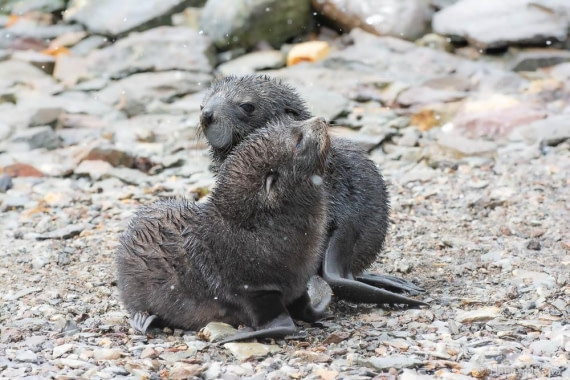 HDS25-26, Day 11, _DSC8571 © Hana Spickova - Oceanwide Expeditions.jpg