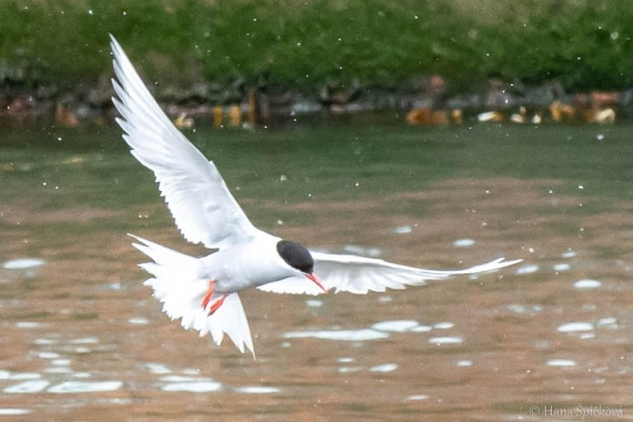 HDS25-26, Day 11, _DSC8583 © Hana Spickova - Oceanwide Expeditions.jpg