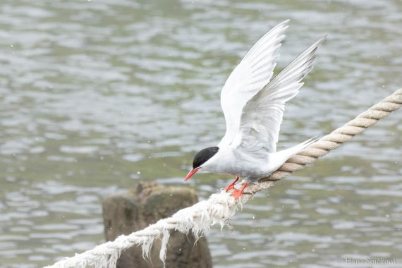 HDS25-26, Day 11, _DSC8589 © Hana Spickova - Oceanwide Expeditions.jpg