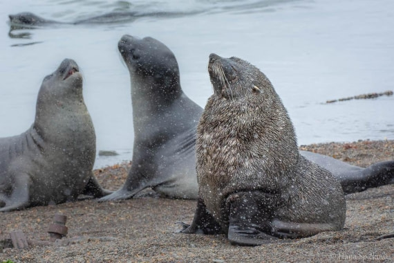 HDS25-26, Day 11, _DSC8603 © Hana Spickova - Oceanwide Expeditions.jpg