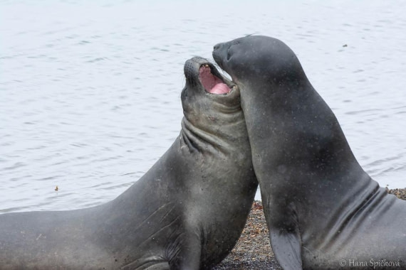 HDS25-26, Day 11, _DSC8605 © Hana Spickova - Oceanwide Expeditions.jpg