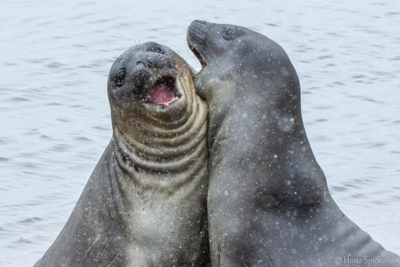 HDS25-26, Day 11, _DSC8608 © Hana Spickova - Oceanwide Expeditions.jpg
