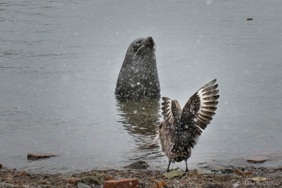 HDS25-26, Day 12, _DSC8614 © Hana Spickova - Oceanwide Expeditions.jpg