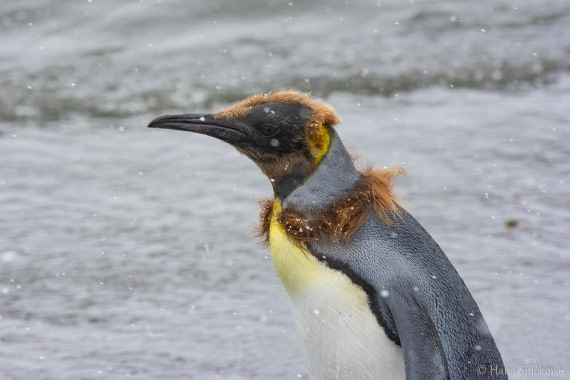 HDS25-26, Day 12, _DSC8618 © Hana Spickova - Oceanwide Expeditions.jpg