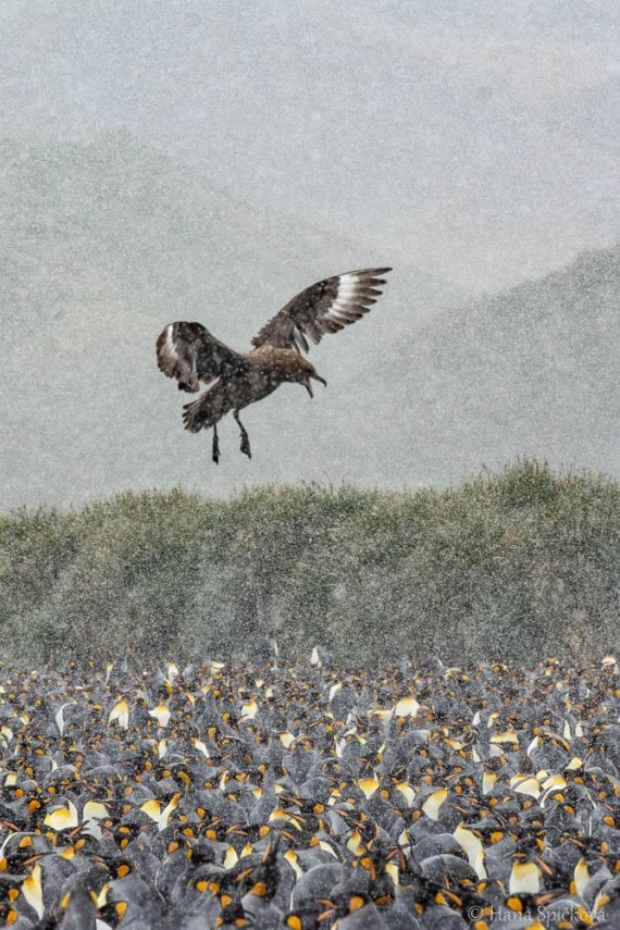 HDS25-26, Day 12, _DSC8636 © Hana Spickova - Oceanwide Expeditions.jpg