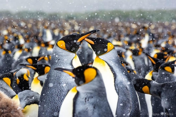 HDS25-26, Day 12, _DSC8648 © Hana Spickova - Oceanwide Expeditions.jpg