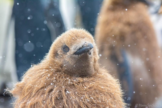 HDS25-26, Day 12, _DSC8649 © Hana Spickova - Oceanwide Expeditions.jpg