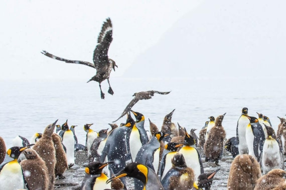 HDS25-26, Day 12, _DSC8657 © Hana Spickova - Oceanwide Expeditions.jpg